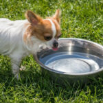 Dog drinking from bowl