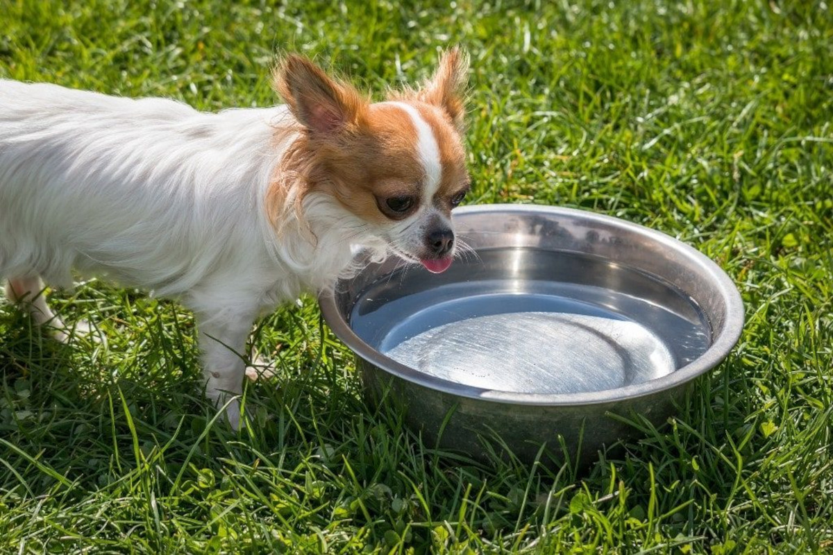 dog drinking water from bowl