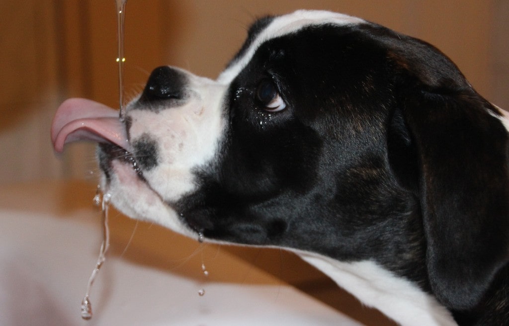 is it normal for puppies to drink alot of water