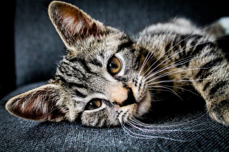 Lethargic cat? Here is why you need a vet ASAP Cloud 9 Vets