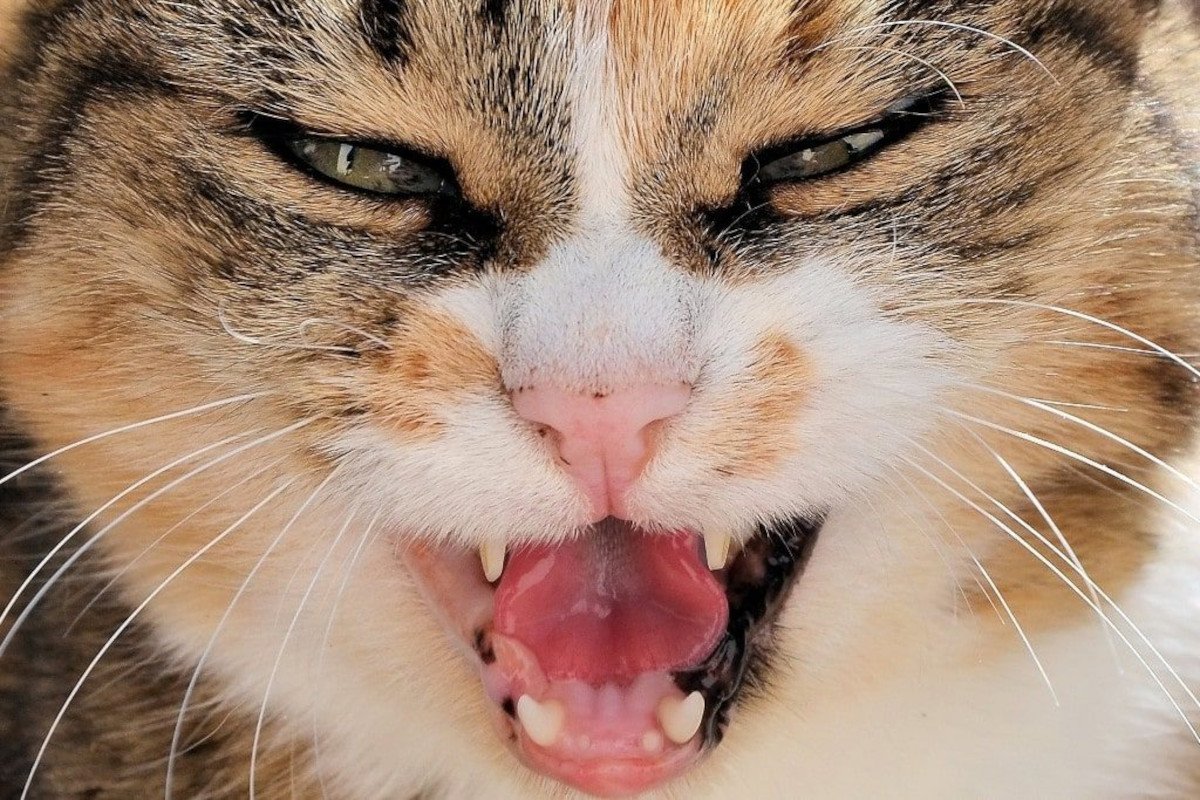 Cat with mouth open