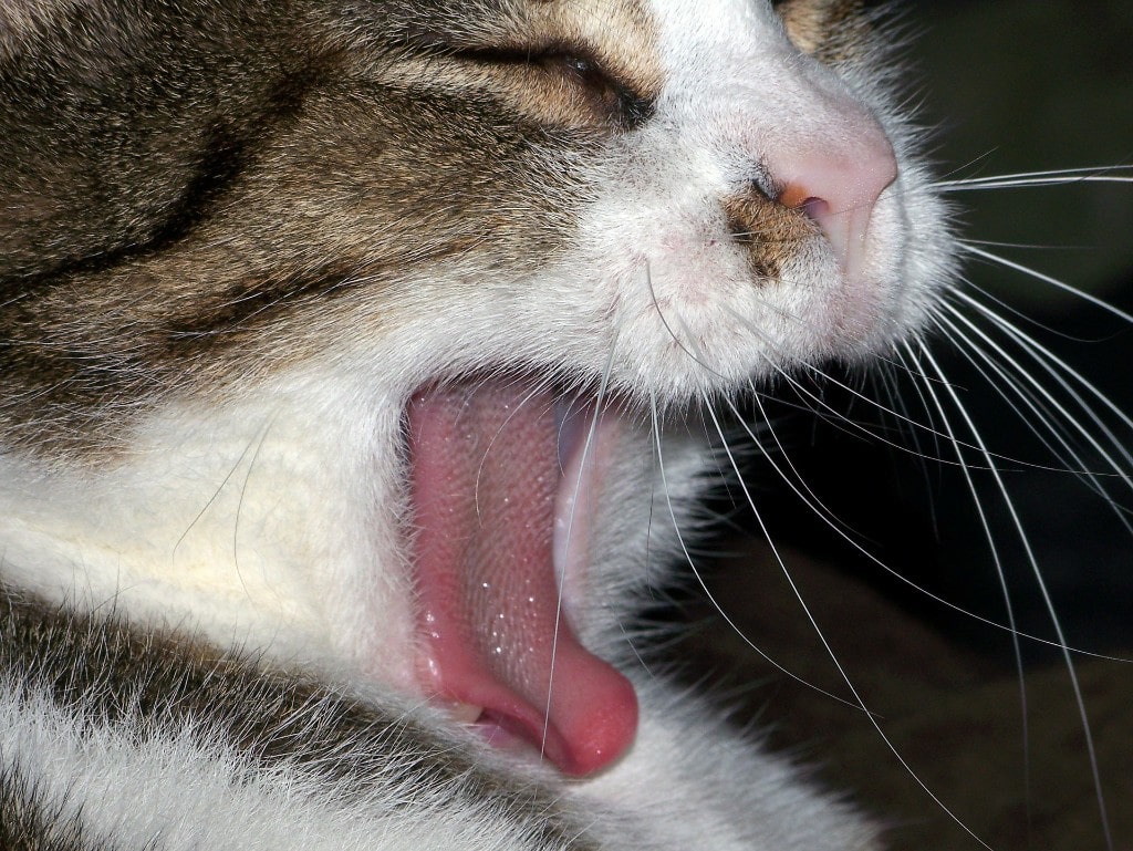 Vomiting In Cats. When To Worry. Probable Reasons And Symptoms
