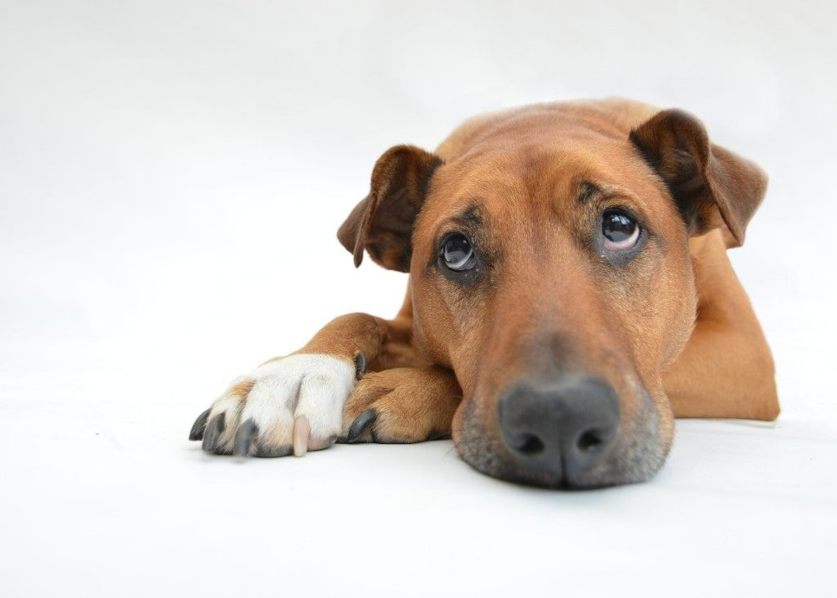 dog laying down