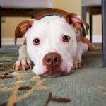 Dog laying under chair