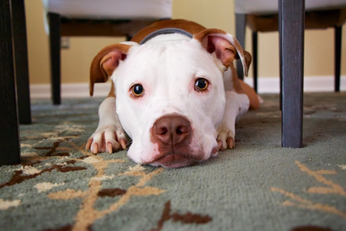 Dog laying under chair