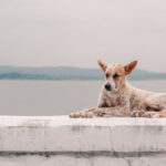 Dog sitting on wall