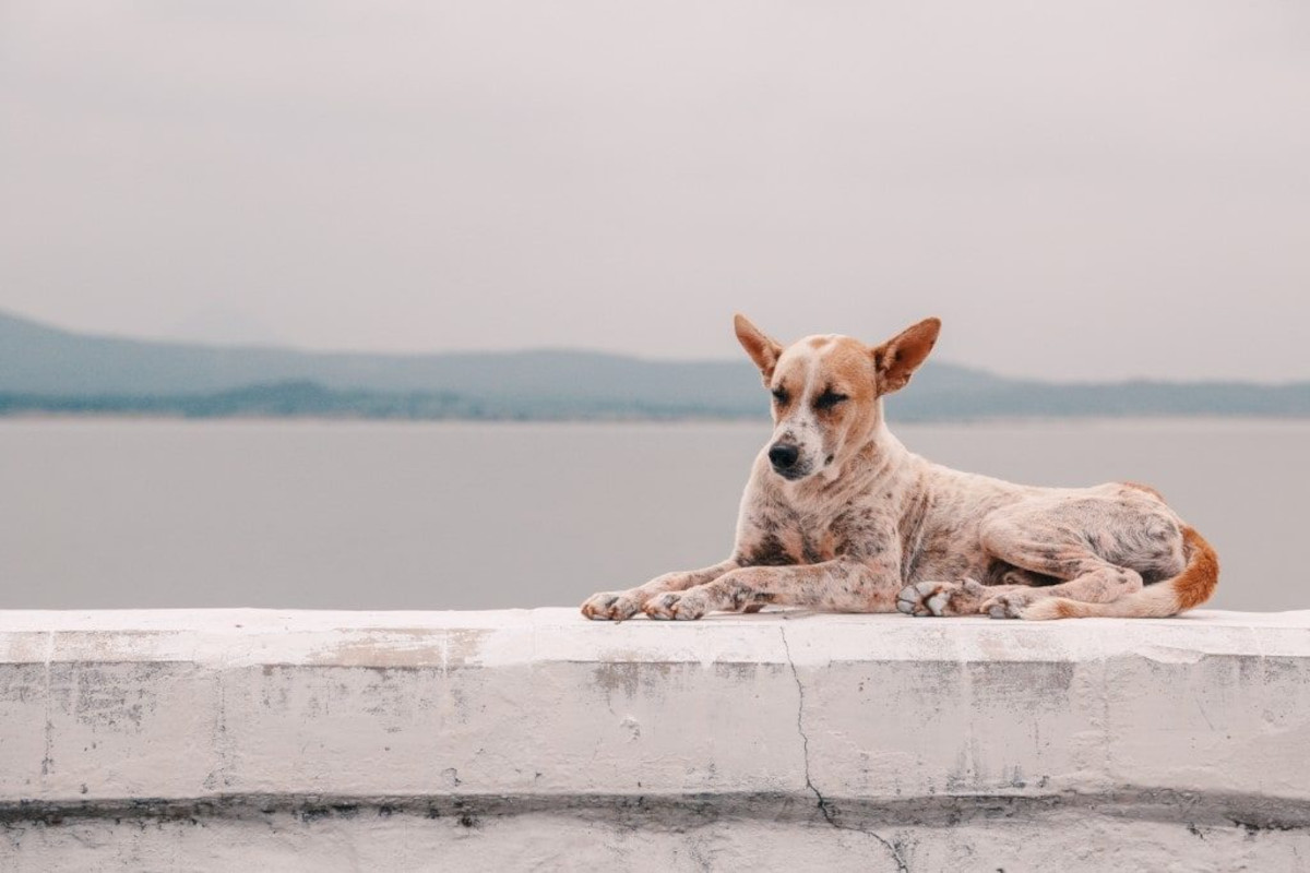 Dog sitting on wall