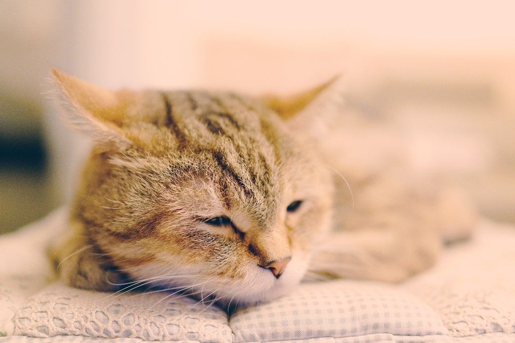 Cat Fever Causes, Symptoms, And Treatments by Cloud 9 Vets