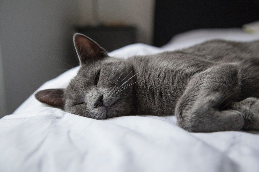 Cat Fever Causes, Symptoms, And Treatments by Cloud 9 Vets