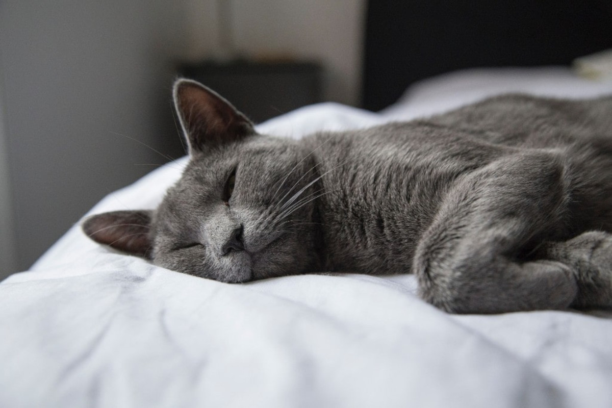 Cat asleep on bed