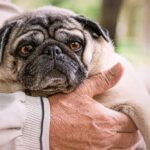 Dog in owner's hands