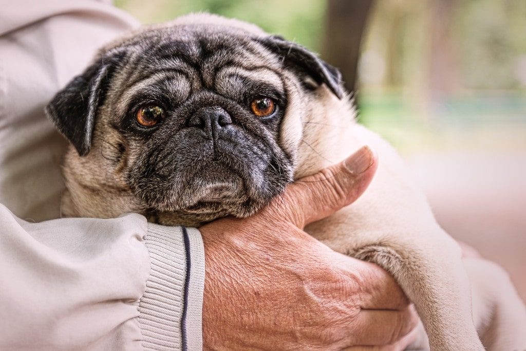 Dog in owner's hands