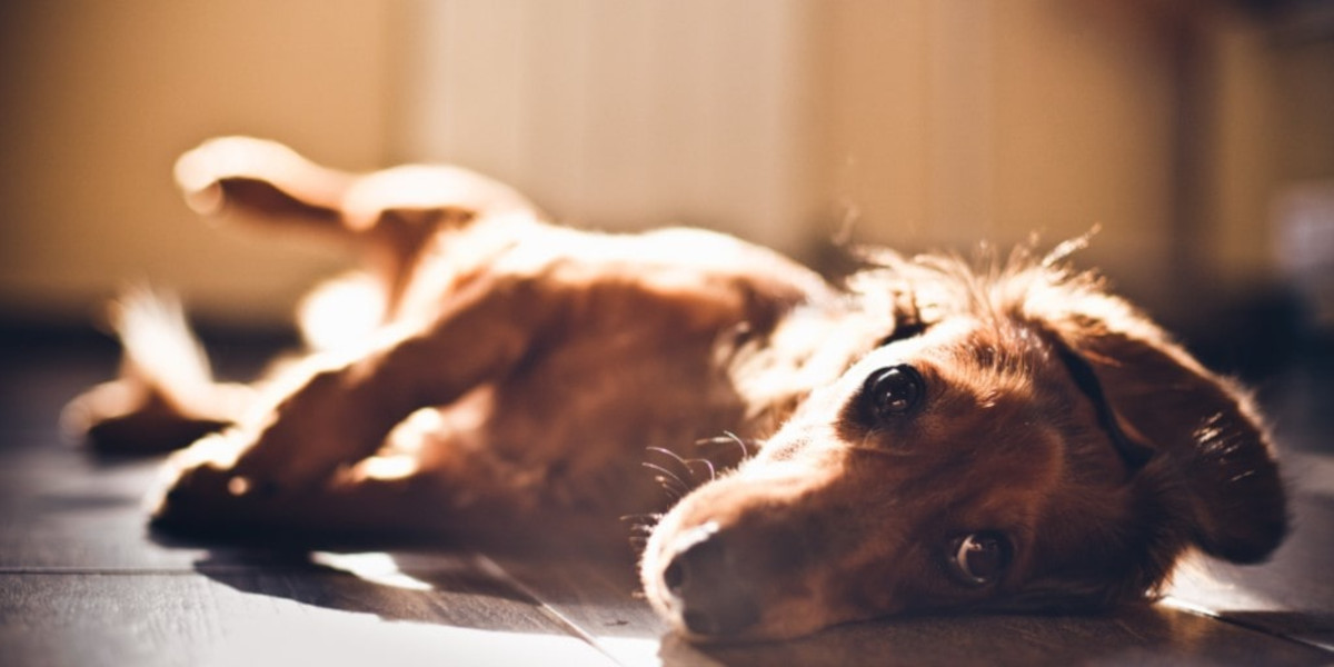 Dog laying on side