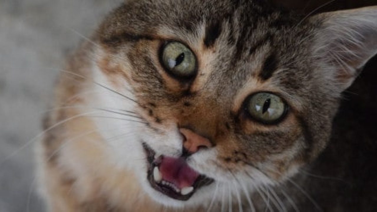 cat lethargic not eating heavy breathing