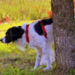 Dog standing next to tree