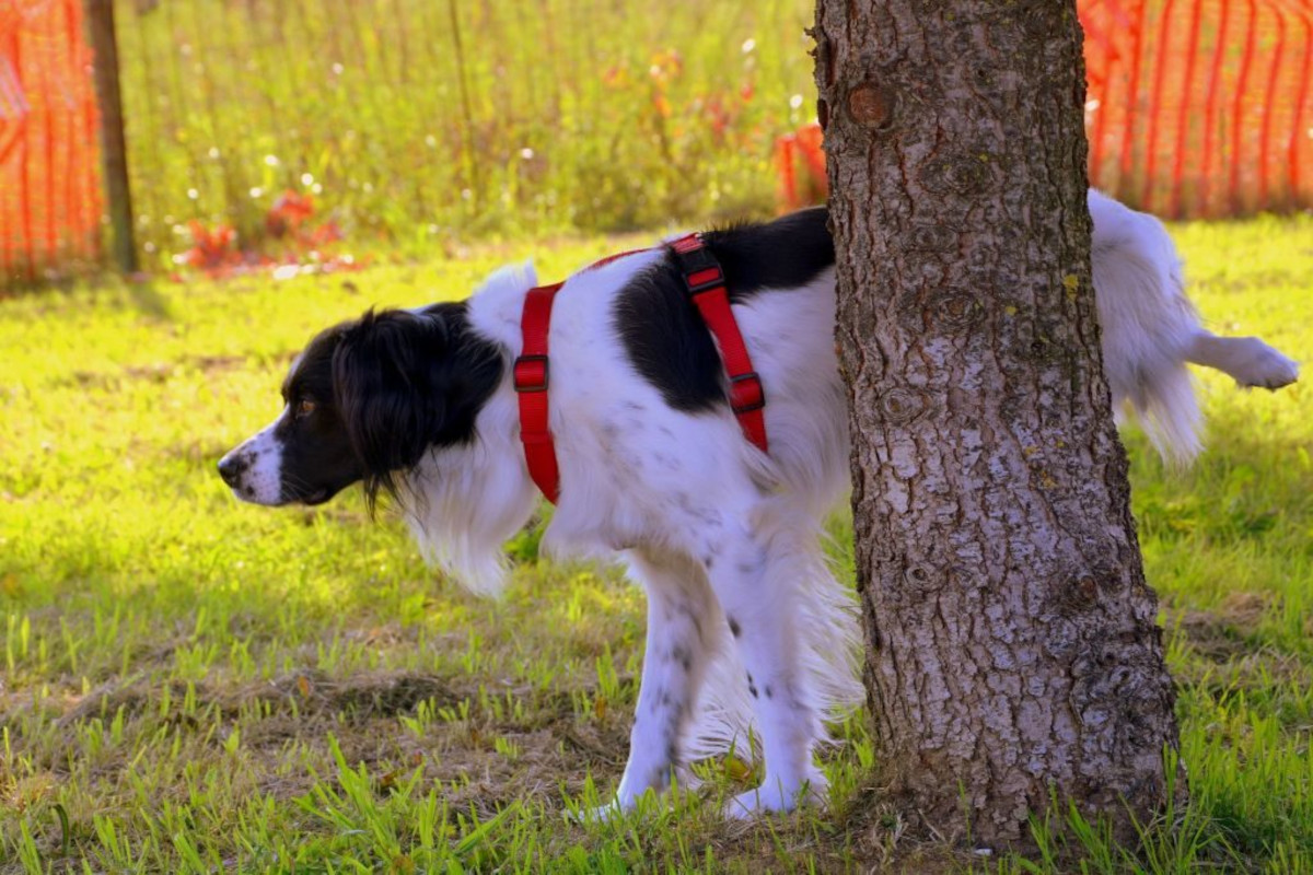 Dog standing next to tree