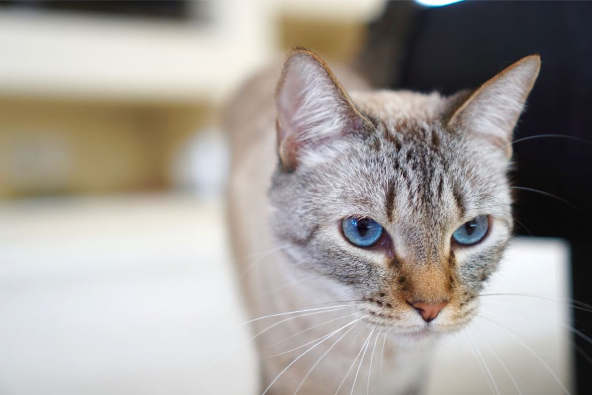 Old cat started peeing in clearance house