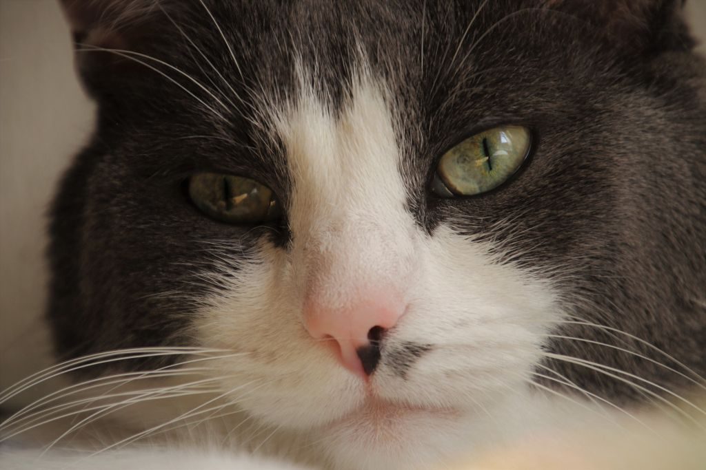 Blood in cat urine What you need to know and do Cloud 9 Vets