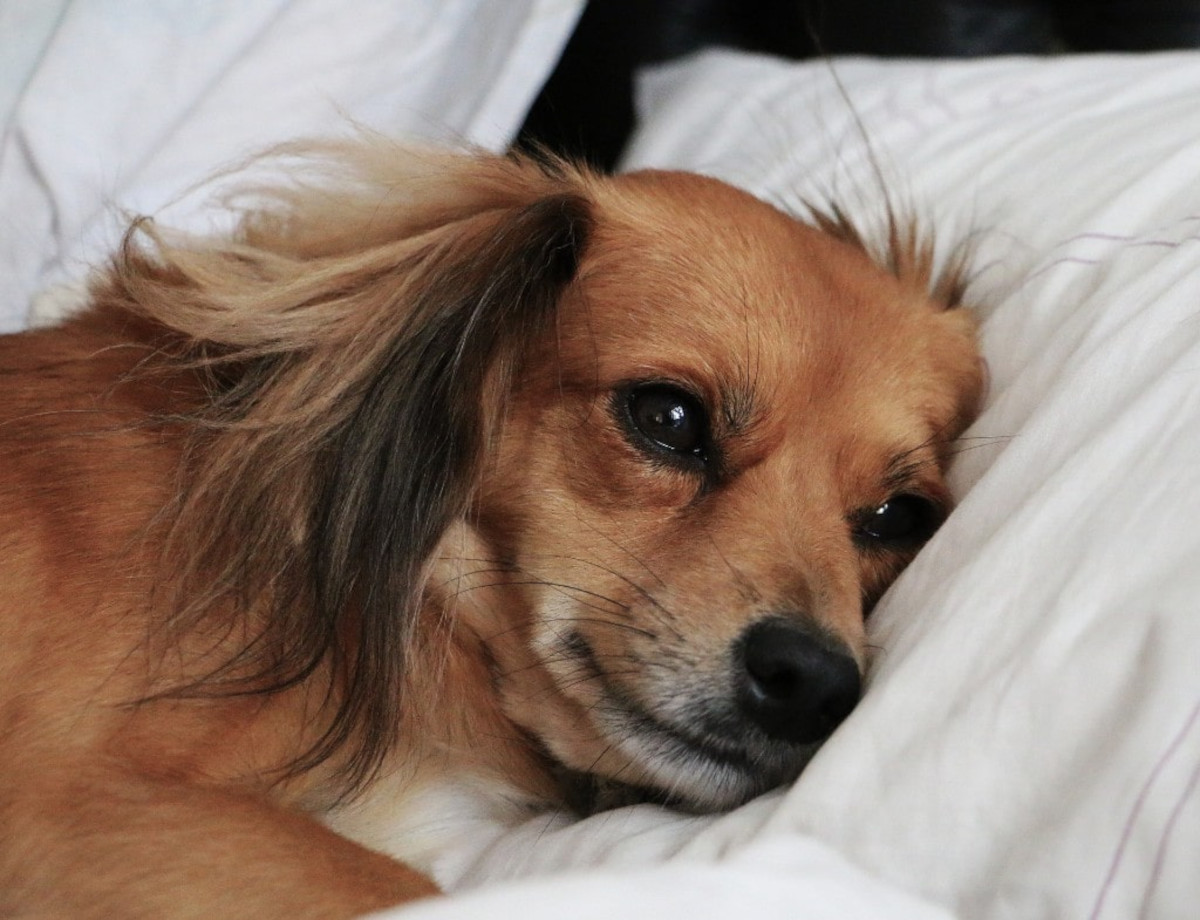 Dog laying on bed