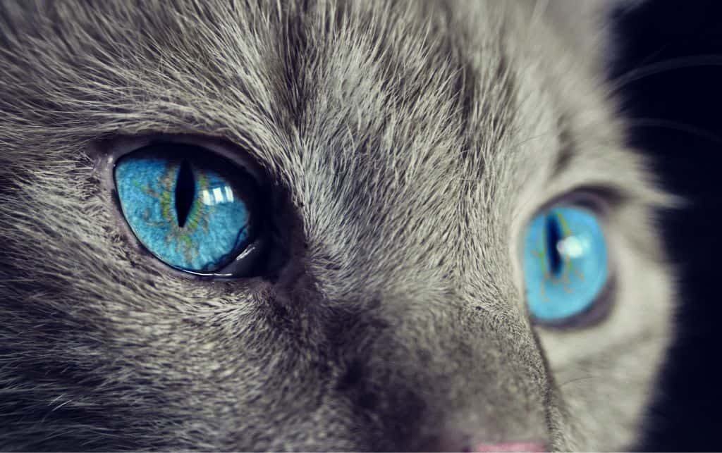 Types Of Cat Eye Discharge And What They Mean Cloud 9 Vets
