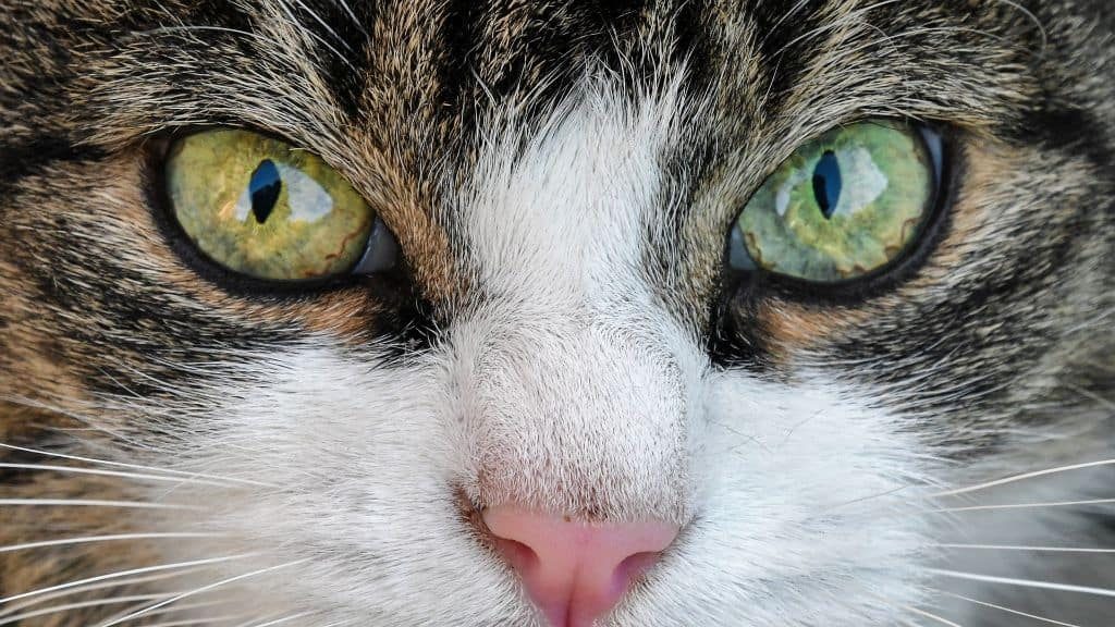 Types Of Cat Eye Discharge And What They Mean Cloud 9 Vets