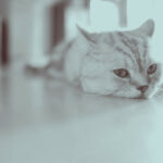 White cat laying on floor