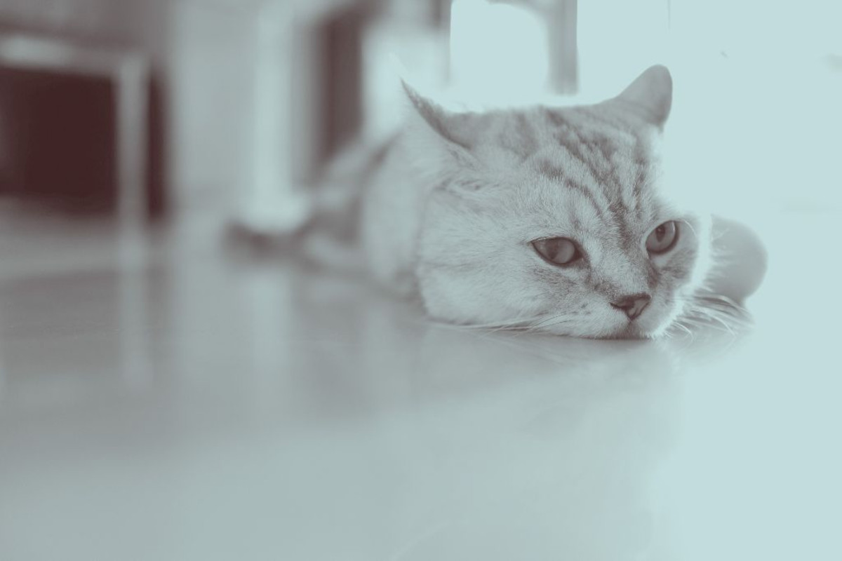 White cat laying on floor