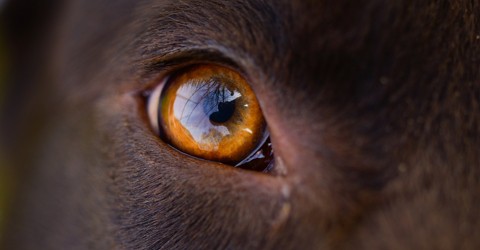 Dog Eye Discharge