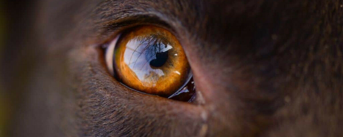 Dog's eye