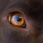 Close up of dog's eye