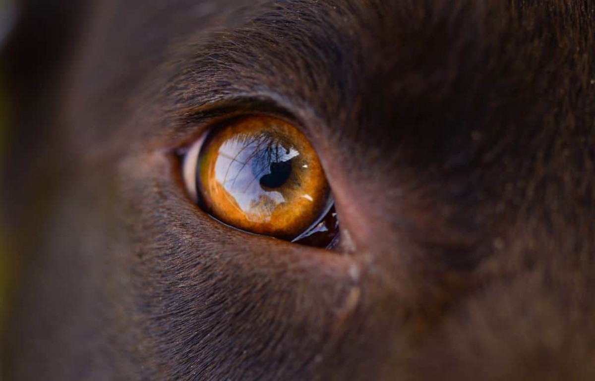 Is Your Dog Eye Discharge Normal or Abnormal? | Cloud 9 Vets