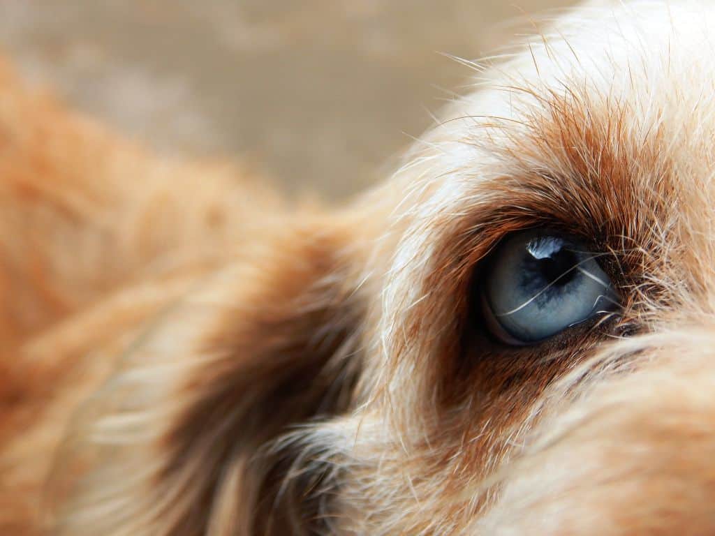 Is your dog eye discharge normal or abnormal