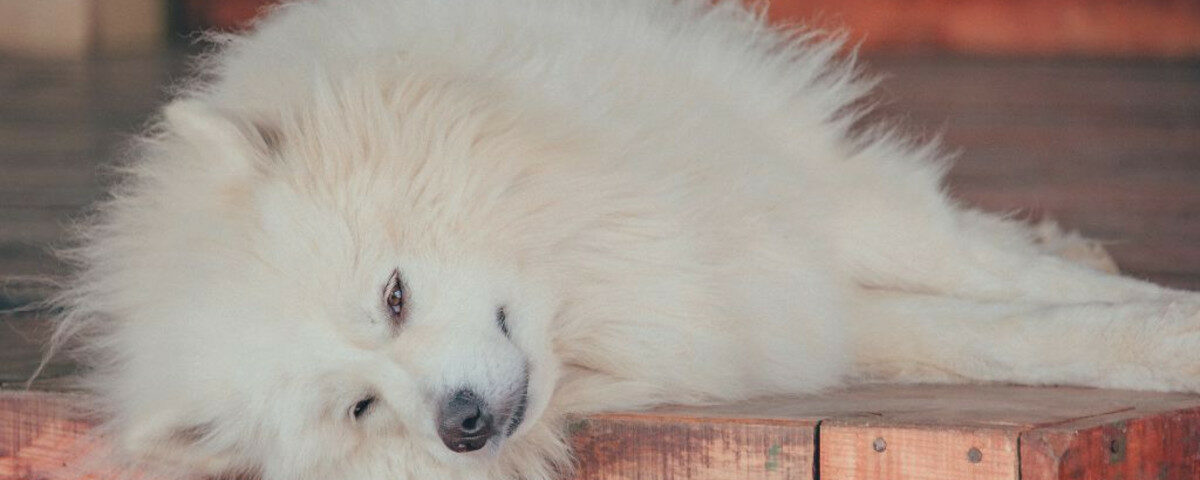 White dog laying on side