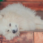 White dog laying on side