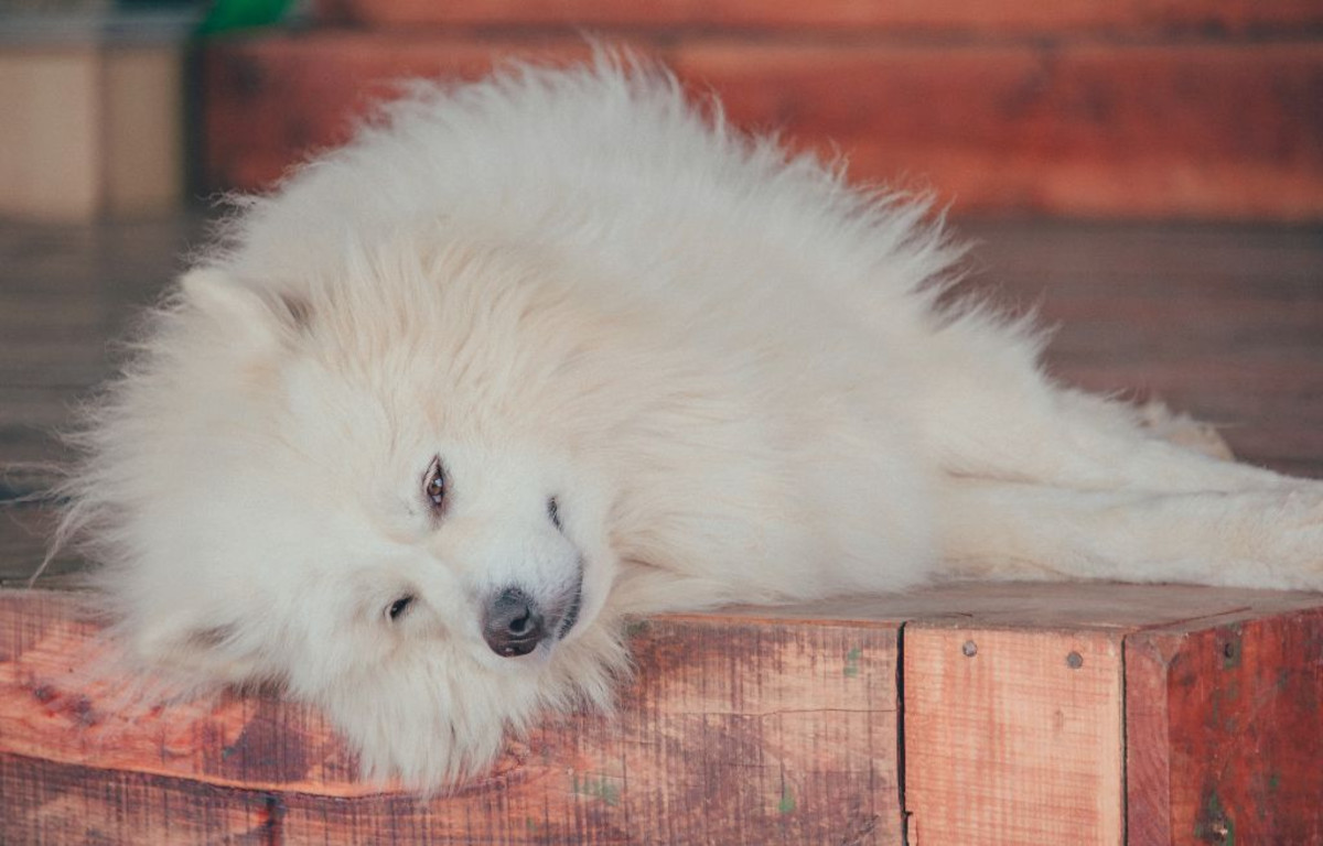 White dog laying on side