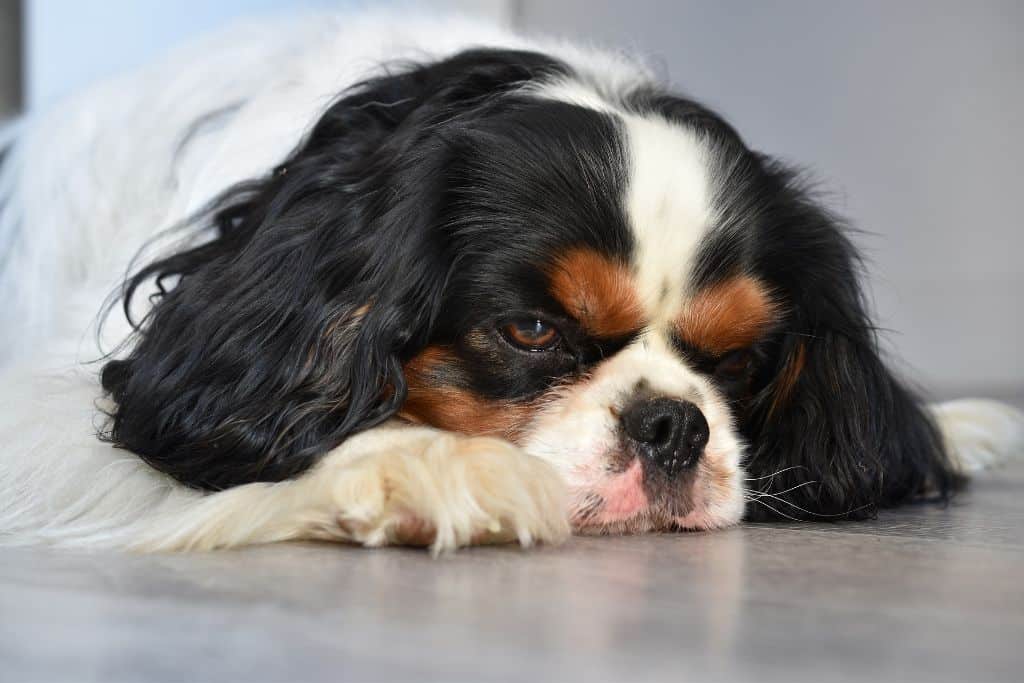 When To Euthanise A Dog With Hemangiosarcoma