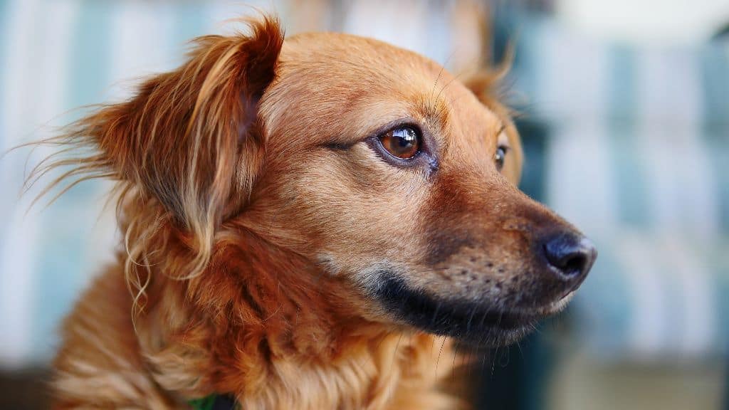 Euthanize dog with spleen tumor