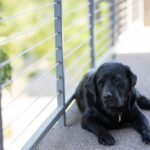 Dog laying on balcony in shade