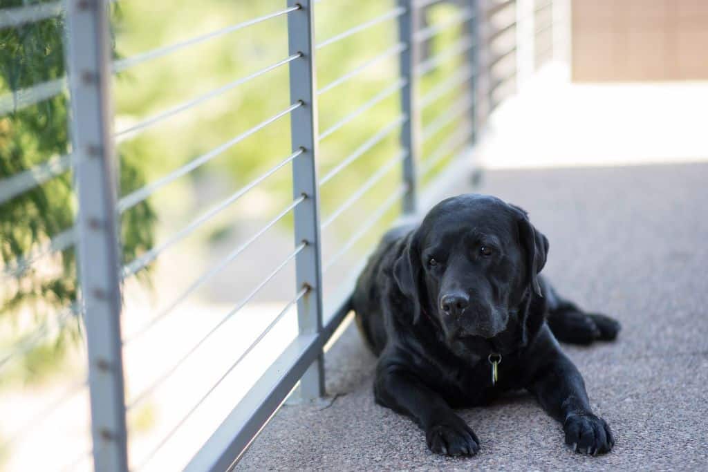 Dog laying on balcony in shade