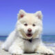 white dog on beach