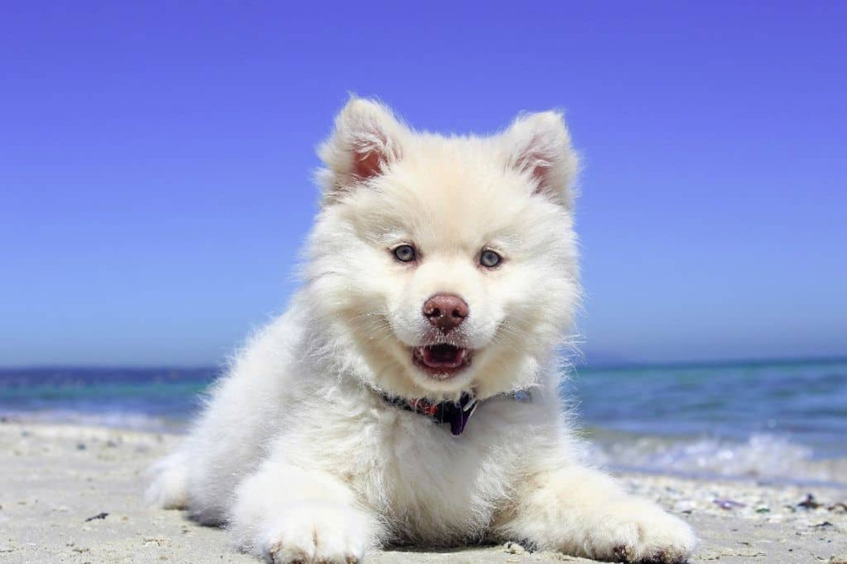 white dog on beach