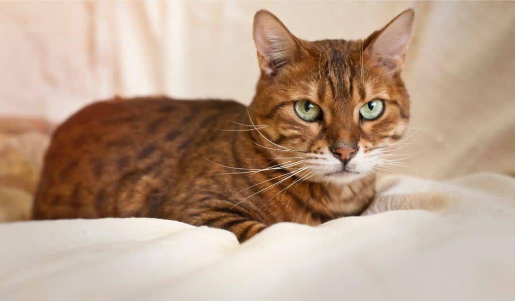 Cat Liver Failure When to Euthanize Cloud 9 Vets
