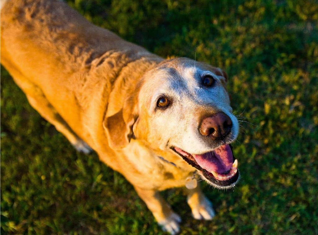 dog with bladder cancer