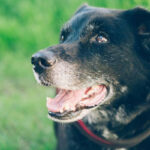 Black dog in garden