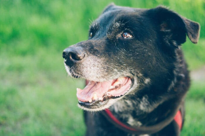 Black dog in garden