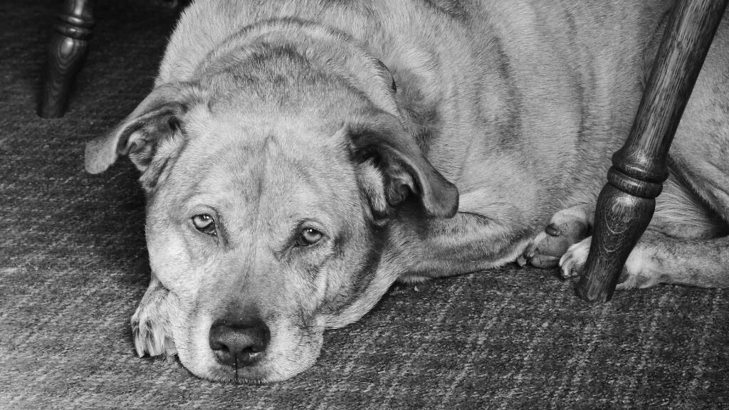 Old dog Laying on the floor