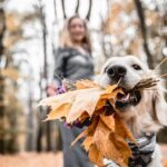 Golden Retriever with autumn leaves in mouth