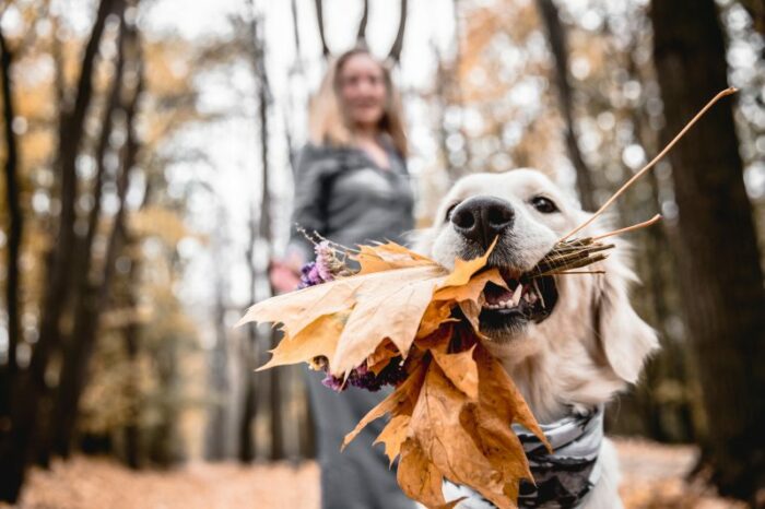 Golden Retriever with autumn leaves in mouth