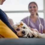 Dog laying on woman's lap