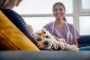 Dog laying on woman's lap